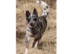 Adopt River a Black - with White Blue Heeler / Husky / Mixed dog in DIVIDE