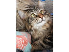 Adopt Tony a Brown or Chocolate Domestic Longhair / Domestic Shorthair / Mixed