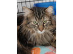 Adopt Francis a Brown or Chocolate Domestic Longhair / Domestic Shorthair /