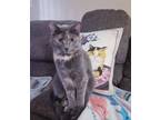 Adopt kumico a Calico or Dilute Calico Calico (short coat) cat in Henderson