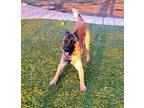 Adopt Cochise a Tan/Yellow/Fawn Belgian Malinois / Mixed dog in Pleasant Grove