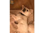 Adopt Henley a White Terrier (Unknown Type, Small) / Corgi / Mixed dog in