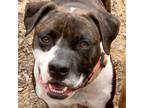 Adopt Abby a Brindle Boxer / Mixed dog in Blue Ridge, GA (37433549)