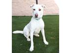 Adopt Gracie a White Akbash / Mixed Breed (Medium) / Mixed dog in Myakka City