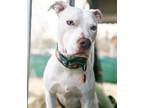 Adopt Sabertooth a White Pit Bull Terrier / Mixed dog in Detroit, MI (37437032)