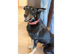 Adopt Ollie a Black - with Tan, Yellow or Fawn Mixed Breed (Medium) / Mixed dog