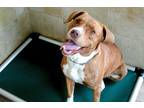 Adopt Honey a Red/Golden/Orange/Chestnut - with White Mixed Breed (Large) /