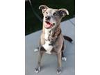 Adopt Bella a Gray/Silver/Salt & Pepper - with White Mixed Breed (Medium) /