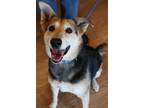 Adopt Foxy a Black - with Tan, Yellow or Fawn Mixed Breed (Medium) / German