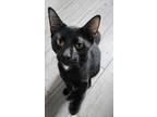 Adopt Rose a All Black American Shorthair (short coat) cat in Bethel
