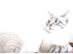 Adopt Lucy a Gray, Blue or Silver Tabby Domestic Mediumhair (medium coat) cat in