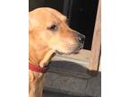 Adopt Lucia a Red/Golden/Orange/Chestnut Labrador Retriever / Mixed dog in