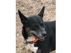 Adopt Tracy a Black - with Gray or Silver Labrador Retriever / Border Collie /