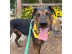 Adopt Luke a Brindle Plott Hound / Mixed dog in Midway City, CA (37655053)