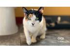 Adopt GiGi a Calico or Dilute Calico Calico / Mixed (short coat) cat in Santa