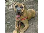 Adopt Queen a Tan/Yellow/Fawn Mastiff / Mixed dog in Aldie, VA (37461859)