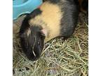 Adopt Sunset a Guinea Pig small animal in Las Vegas, NV (37450892)