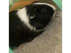 Adopt Onyx a Guinea Pig small animal in Las Vegas, NV (37644014)