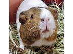 Adopt Coconut a Guinea Pig small animal in Las Vegas, NV (37599781)