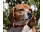 Adopt Sophia- A DOR A BLE! a Tricolor (Tan/Brown & Black & White) Beagle / Mixed