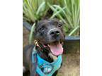 Adopt Squiggy a Black Pit Bull Terrier / Mixed dog in Charlotte, NC (30597323)