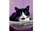 Adopt Tuna a Domestic Mediumhair / Mixed (medium coat) cat in Cambridge