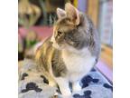 Adopt Poppy a Domestic Shorthair / Mixed (short coat) cat in Bloomington