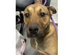 Adopt Doug a Hound (Unknown Type) / Shepherd (Unknown Type) / Mixed dog in