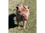 Adopt D-Skye a American Pit Bull Terrier / Mixed dog in Jacksonville