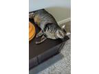 Adopt Tamanga a Brown Tabby Manx / Mixed (short coat) cat in Greensboro