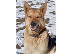 Adopt Panama Jack a Tan/Yellow/Fawn - with Black German Shepherd Dog / Husky dog