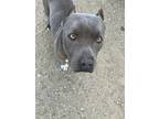 Adopt Hollenbeck a Gray/Blue/Silver/Salt & Pepper Pit Bull Terrier / Mixed dog