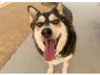 Adopt Sugar a White - with Black Husky dog in Van Nuys, CA (35227519)