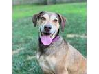 Adopt Remi a Tan/Yellow/Fawn Labrador Retriever / Catahoula Leopard Dog dog in
