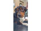 Adopt 2023-02-170 a Rottweiler / Mixed dog in Winder, GA (37436406)