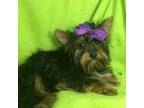 Yorkshire Terrier Puppy for sale in Chiefland, FL, USA