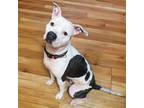 Adopt Calley a Pit Bull Terrier