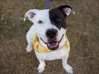 Adopt BUFFY a Pit Bull Terrier