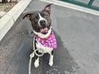 Adopt LYCHEE a Pit Bull Terrier, Mixed Breed
