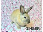 Adopt Ginger a Bunny Rabbit