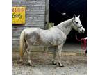 Adopt Azalea a Quarterhorse