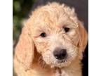 Male F1 Goldendoodle