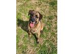 Adopt NYLA a Labrador Retriever, Mixed Breed