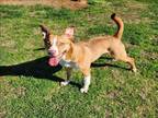 Adopt HONEY a Labrador Retriever, Pit Bull Terrier