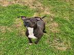 Adopt HALO a Pit Bull Terrier