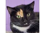 Adopt Callie a Domestic Short Hair