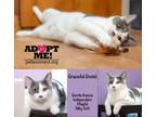 Adopt Glitzy Graceful Gretel a American Shorthair