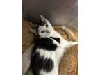 Adopt Tippy a Domestic Short Hair