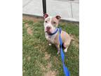 Adopt Veruca Salt (136185) (In a foster home) a American Staffordshire Terrier