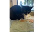 Adopt Kathy (130274) a Domestic Short Hair